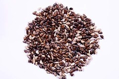 Napier Grass Seeds, King Grass, Elephant Grass Seed for Goat and Cow 100g – 1kg