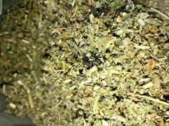 No.16 Herbal Blend – skullcap damiana passionflower marshmallow mullein