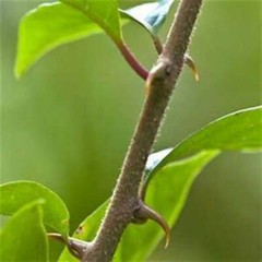 CATS CLAW With Absolutely No Additives Potency Raw Wild Crafted 100 V Capsule