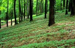 Half Wild & Farming American Wisconsin Ginseng 美国威州半野生7年花旗参/中泡花旗参/原尾参-U.S Seller