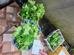 Daun Jarak Pagar – Jatropha Curcas Dried Leaves