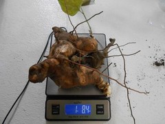 Chaney Root – SMILAX BALBISIANA Cocolmeca ROOTED LIVE PLANT- Herbal 1.5Lbs