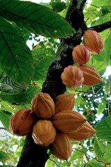 CACAO Extract Anandamide Antioxidants Enrich Mood Folk Handcraft Remedy Tincture