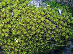 500 Seeds Syntrichia Ruralis Twisted Star Moss Resistant Amazing Gardening Plant