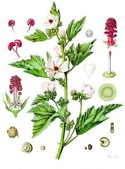 Marshmallow Root Extract Powder – Natural Althaea Apothecary- 2oz – Fast USA