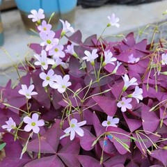 10 Bulbs Purple Oxalis Triangularis Wood Sorrel False Shamrock Clover Flowers