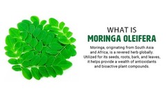 Moringa Oleifera Leaf & Seed Powder 80:20 – 300 Tablets, 1000mg, 150 Servings