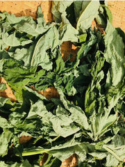 30g Dried Carica Papaya Leaf Whole | Pure Organic Herbal Tea Leaves Natural