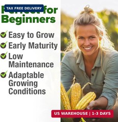 Golden Bantam Sweet Corn Seeds 100+ Heirloom Non-GMO Seeds for Planting, High Ge