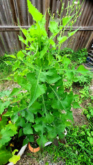 1 oz STRONG WILD LETTUCE Tincture w/Extract Paste 100% Natural 2X Pain Relief ++