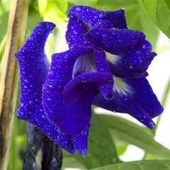 BLUE TEA-Blue Butterfly Pea Flower Tea loose leaf 100% Natural Organic tea (35g)