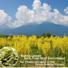 Mullein Leaf Tea for Lungs Cleanse & Immune Support, 100% Natural, Caffeine Free